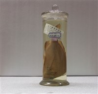 藏品(黑鯛)的圖片